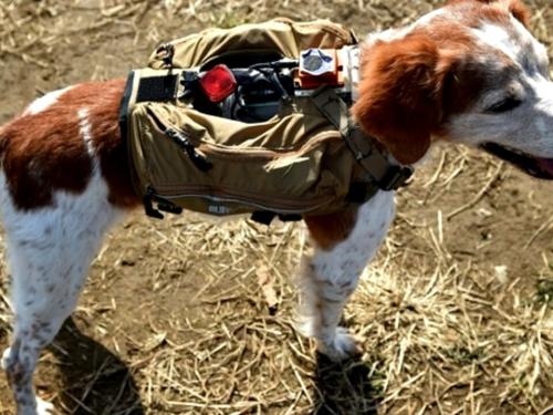 Robodogs: The Jacket That Helps Rescue Dogs Find Missing People